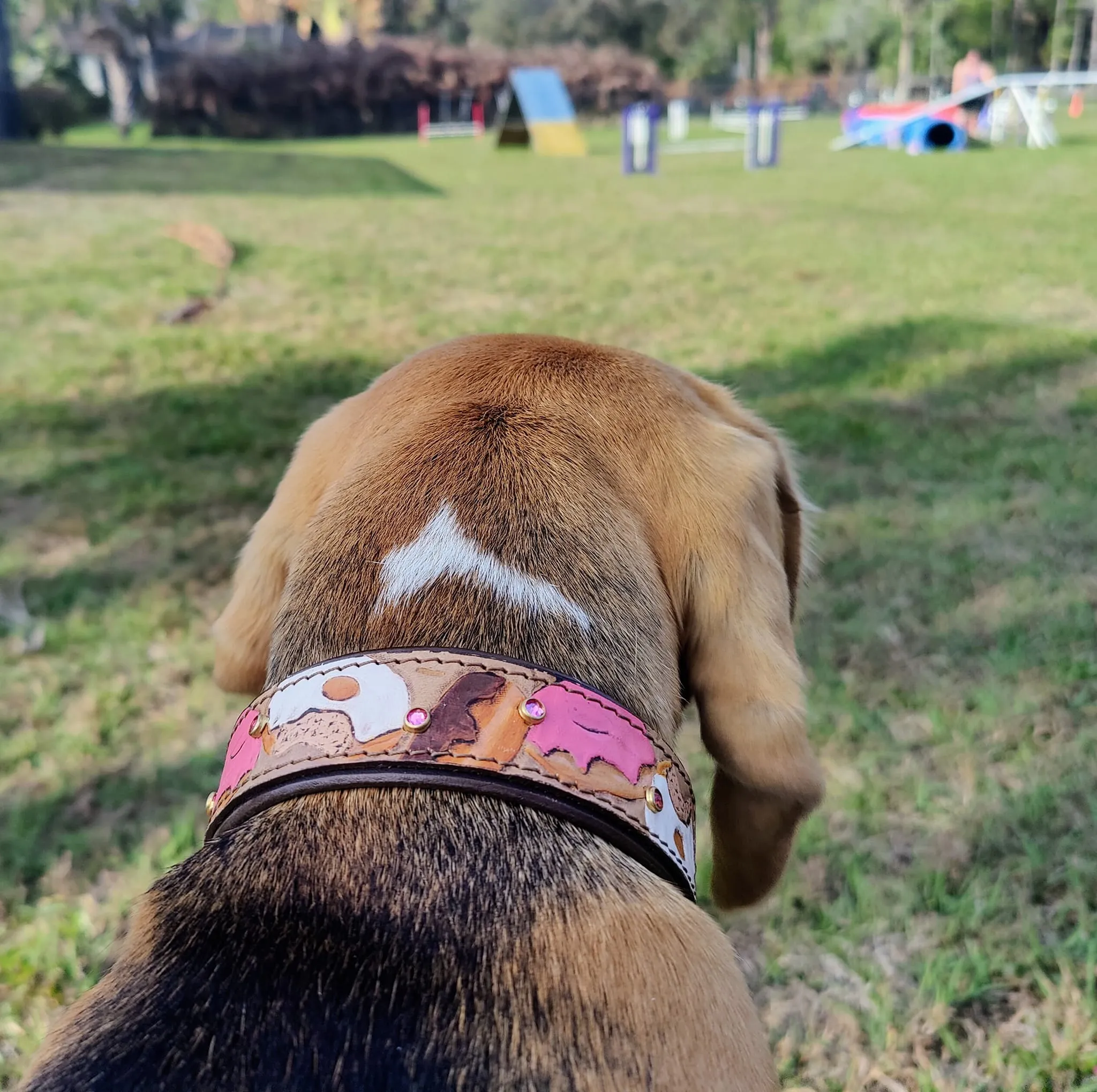 Donuts Dog Collar